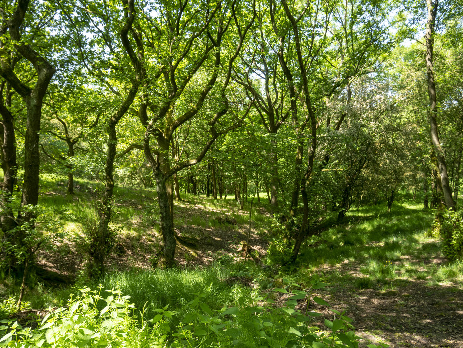 WOODLAND_MISC_01