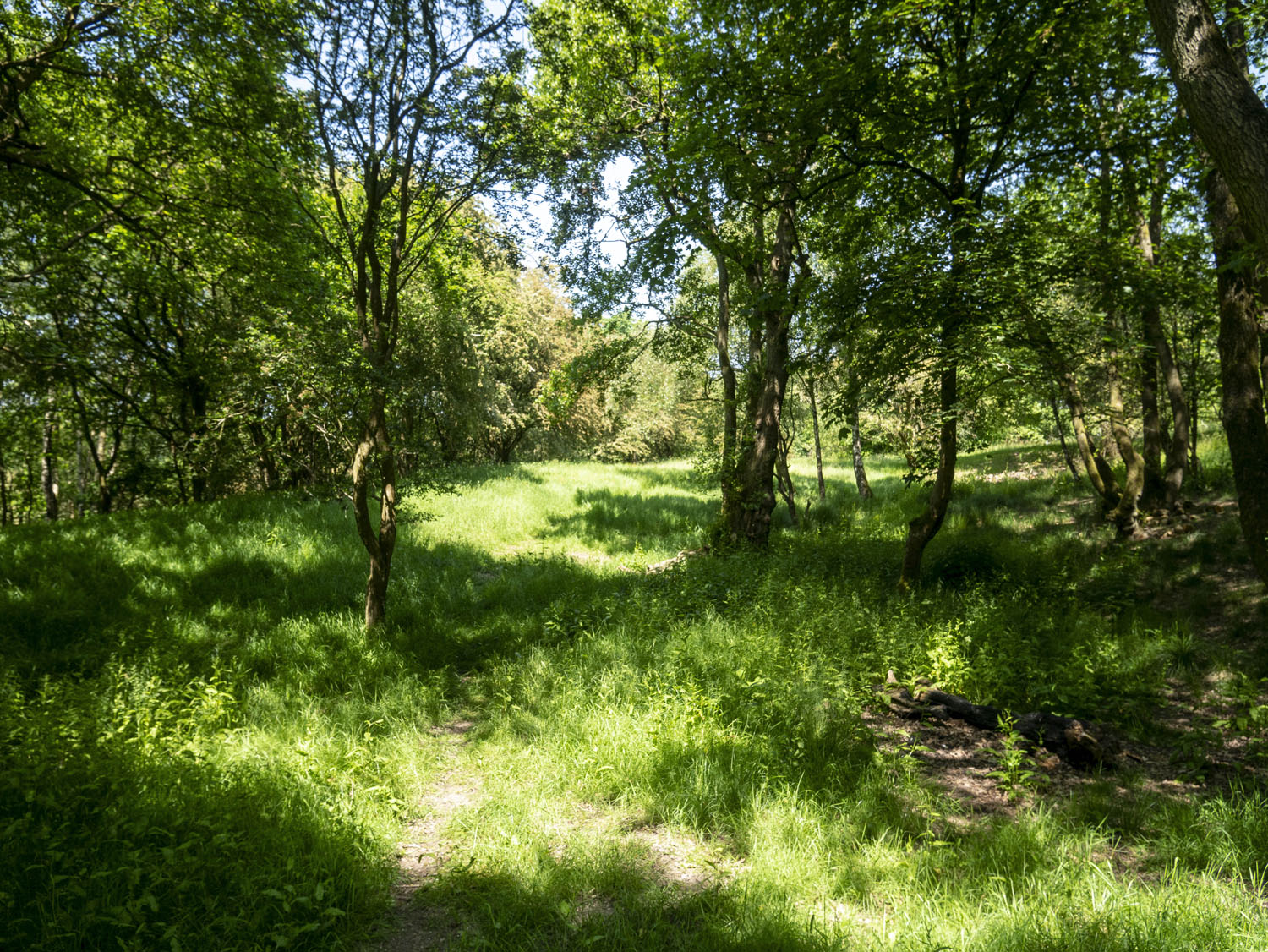WOODLAND_MISC_02