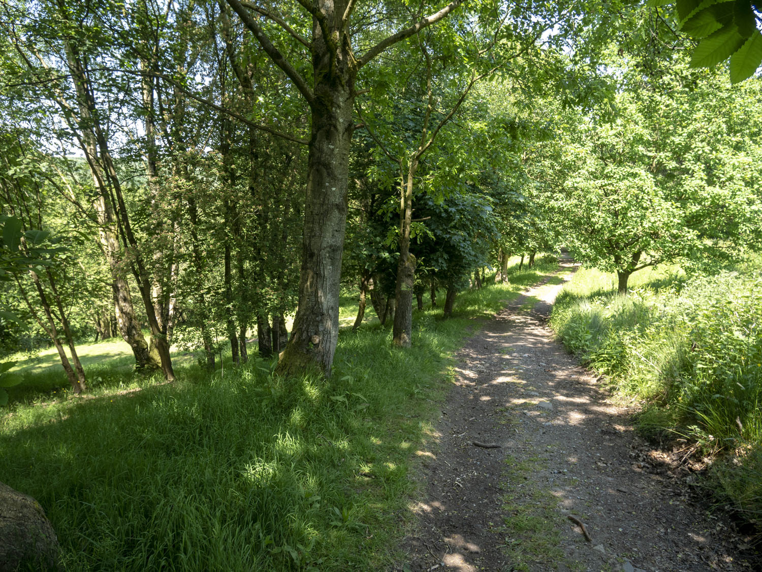WOODLAND_MISC_03