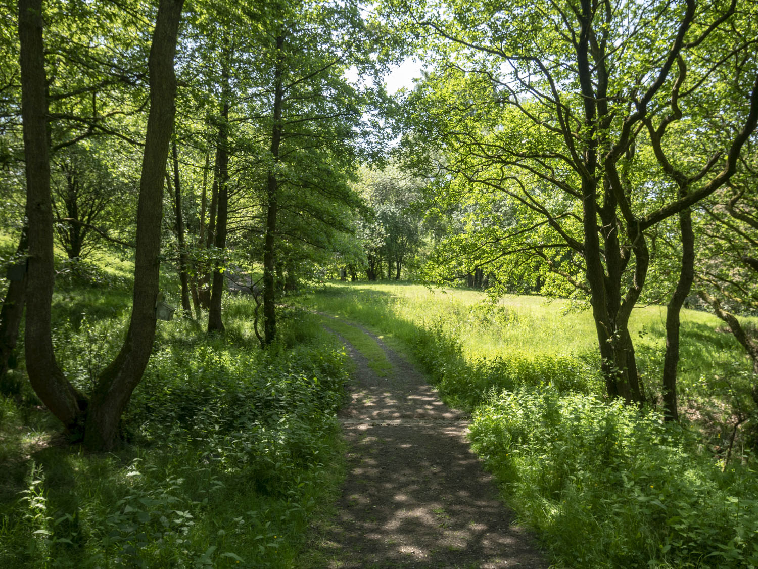 WOODLAND_MISC_04