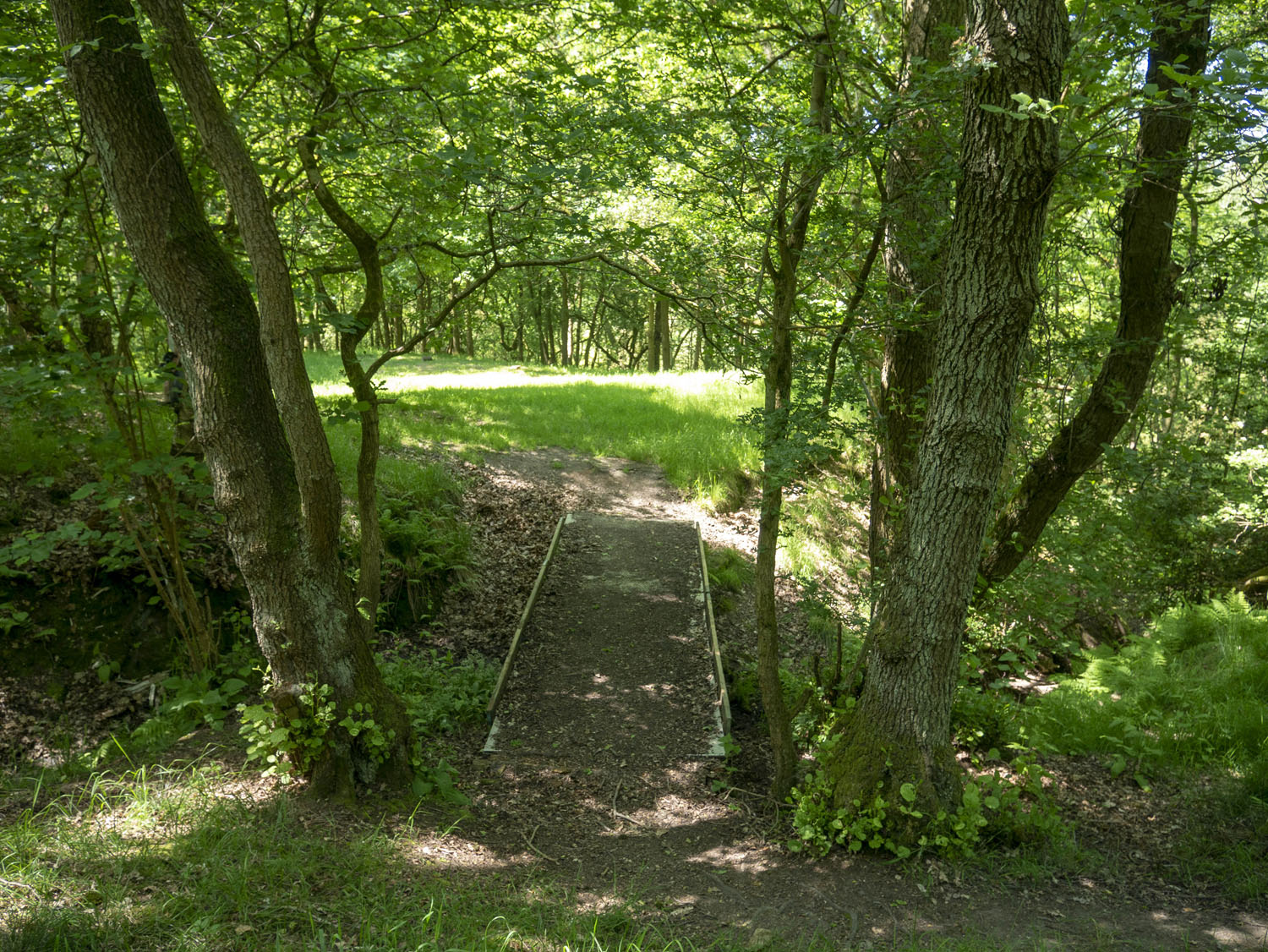 WOODLAND_MISC_05