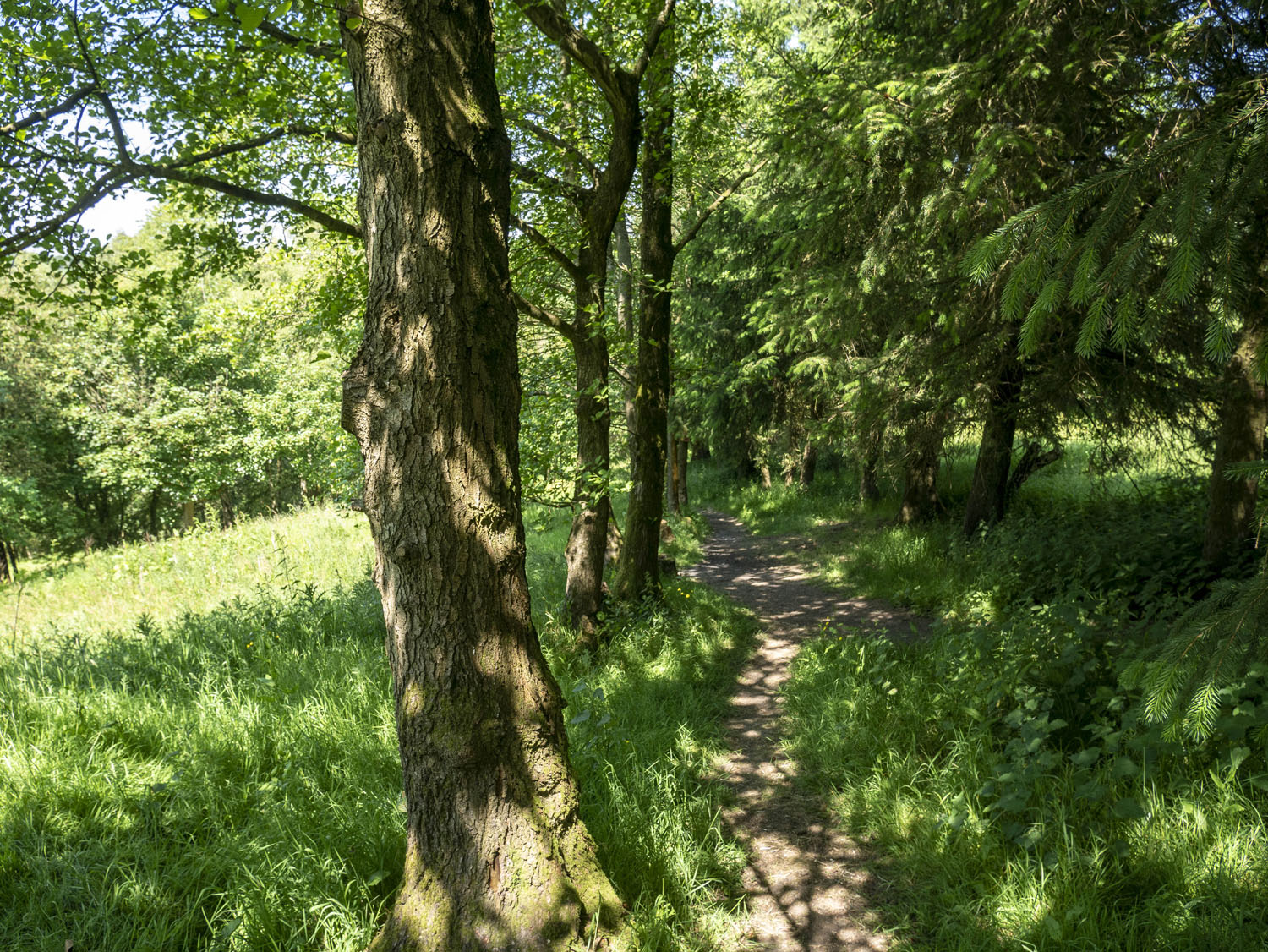 WOODLAND_MISC_06
